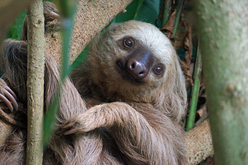 closeup of a two fingered sloth