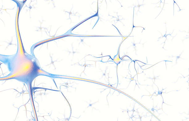 초점 효과와 흰색 배경에 뇌의 뉴런 - nerve cell synapse communication human spine 뉴스 사진 이미지