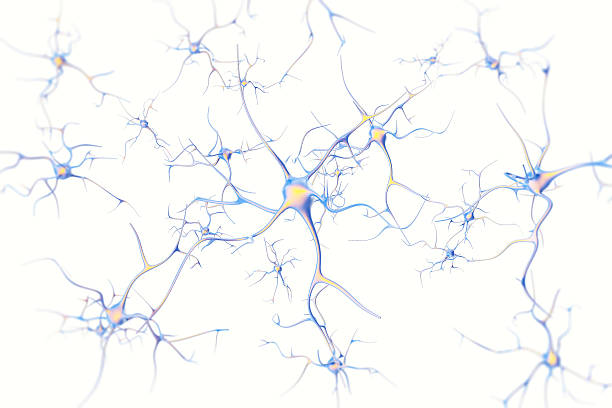 Neurons in the brain on white background with focus effect. 3d rendering.