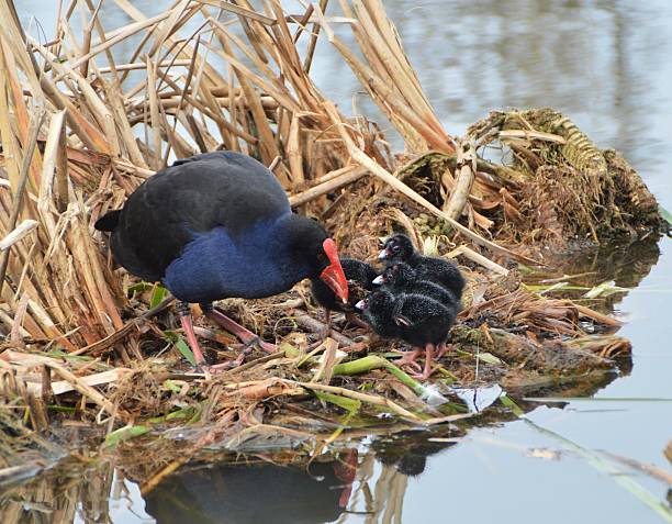 istock Wild Swamphen feeds her chcks 608638226