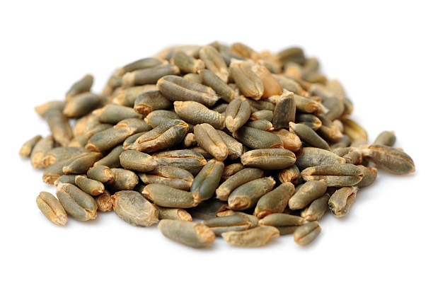 istock Highland barley is a variant of barley, 608638928