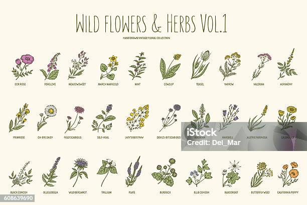 Wildblumen Und Kräuter Handgezeichnet Set Band 1 Jahrgang Stock Vektor Art und mehr Bilder von Kräutermedizin