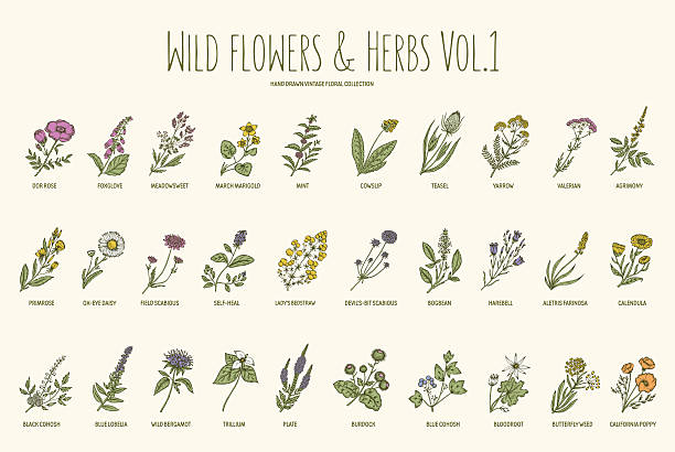 stockillustraties, clipart, cartoons en iconen met wild flowers and herbs hand drawn set. volume 1. vintage - kruidengeneeskunde illustraties