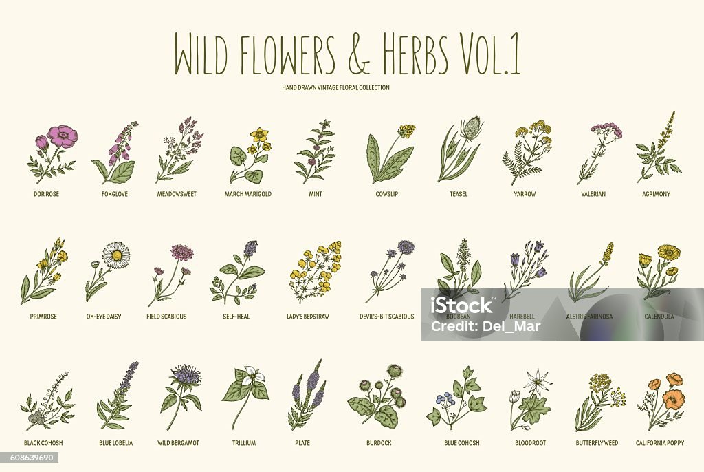 Wild flowers and herbs hand drawn set. Volume 1. Vintage Wild flowers and herbs hand drawn set. Volume 1. Botany. Vintage flowers. Vector illustration in the style of engravings. Herbal Medicine stock vector