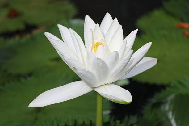 istock Water Lily White  colur closed up 608639842