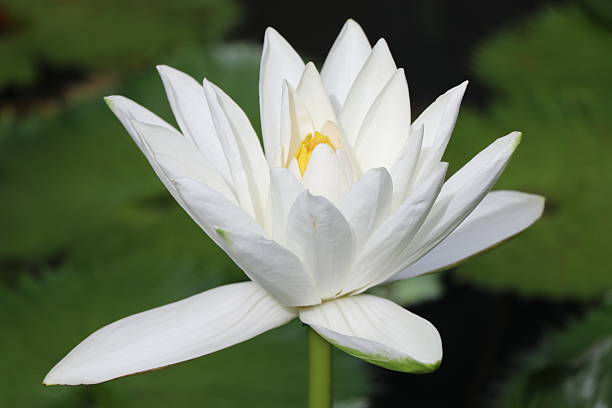 istock Water Lily White  colur closed up 608639880