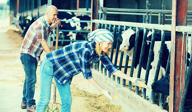 istock Farm employees in livestock barn 608639974