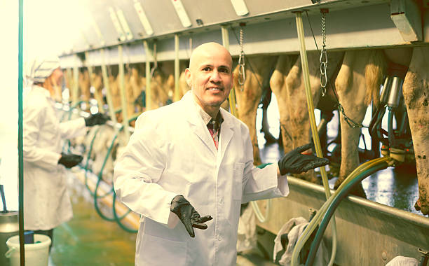 istock Farm staff  with cow milking machines 608640016