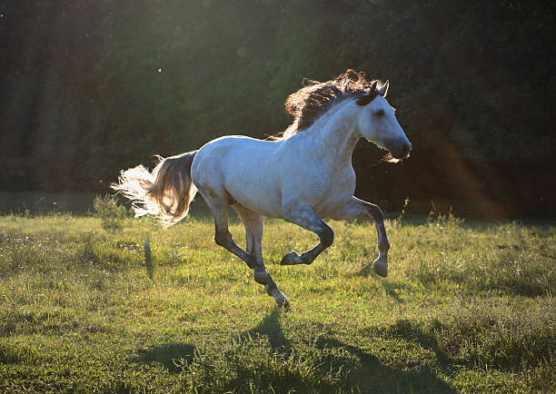 Gray horse run on the dark green background in the sun light at the summer