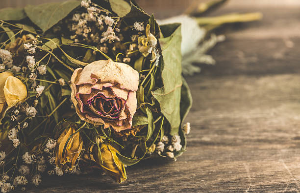 dried rose flower on isolated white background