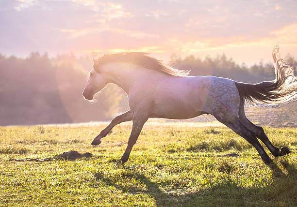 istock White horse runs on the green grass 608640966