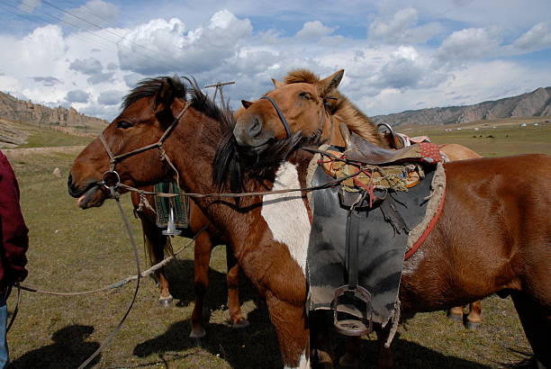 istock Horses Standing On Field Against Sky 608994721