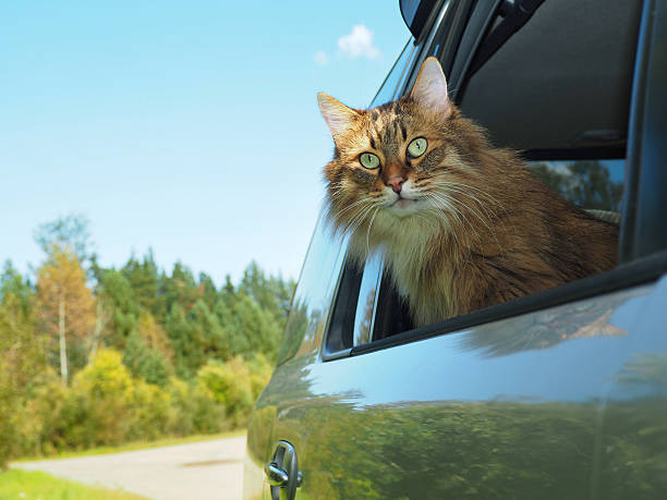 istock Head Cat out of a car window in motion 609028930