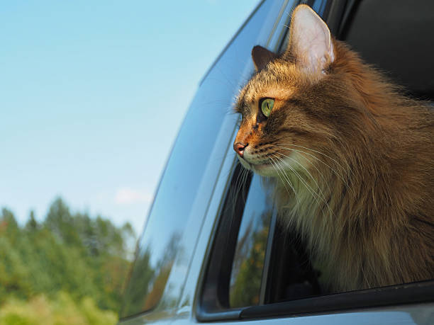 istock Head Cat out of a car window in motion 609029052