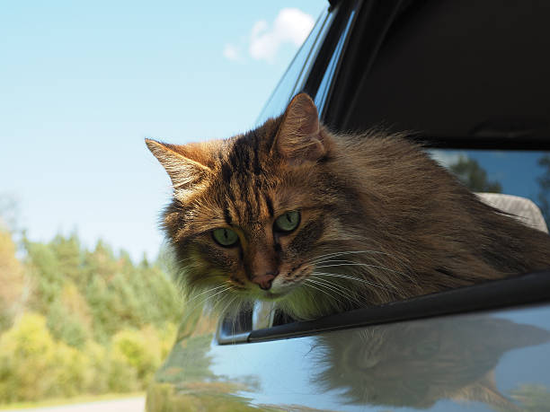 istock Head Cat out of a car window in motion 609029166