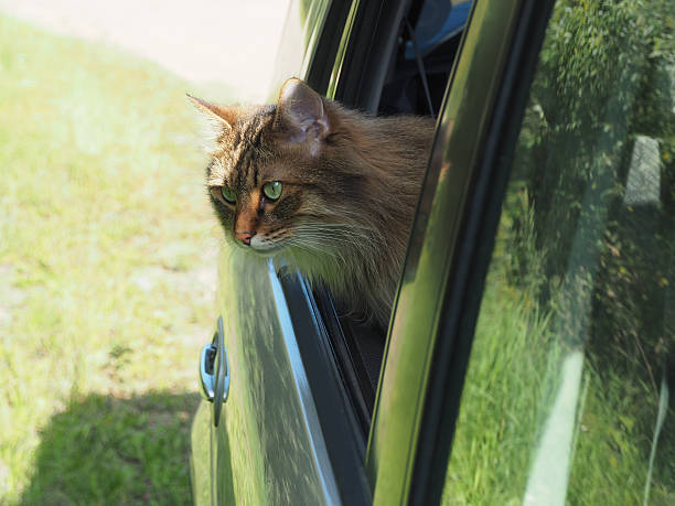 istock Head Cat out of a car window in motion 609029286