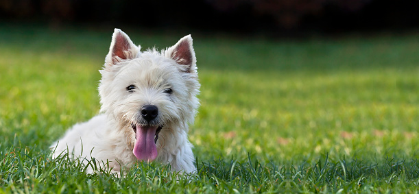 Website banner of a funny dog puppy as looking  in the grass