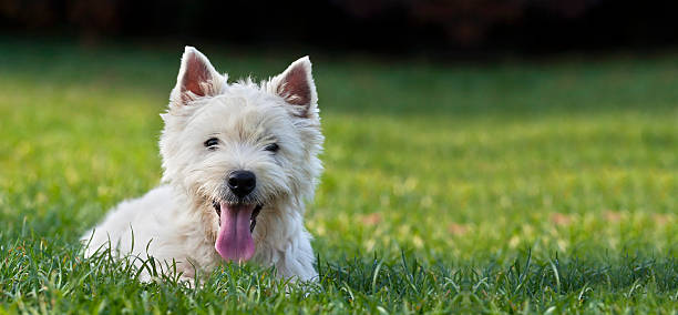 Dog puppy banner Website banner of a funny dog puppy as looking  in the grass west highland white terrier stock pictures, royalty-free photos & images