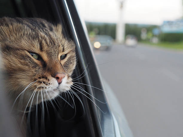 istock Head Cat out of a car window in motion 609029830
