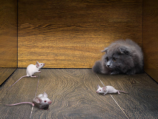 istock Kitten and white mice in the closet 609030116