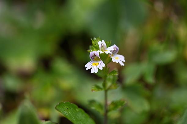 아이브라이트 유페르시아 로스트코비아나의 꽃 - indian pipe 뉴스 사진 이미지