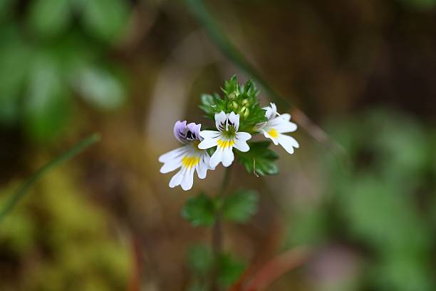 blumen der eyebright euphrasia rostkoviana - indian pipe stock-fotos und bilder