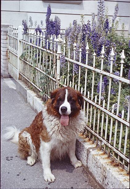 st. bernard cachorro  - kräftig - fotografias e filmes do acervo