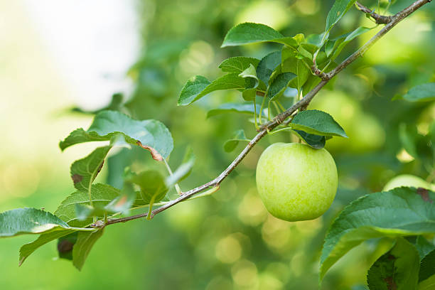 plantación de manzana granny smith - apple granny smith apple green leaf fotografías e imágenes de stock