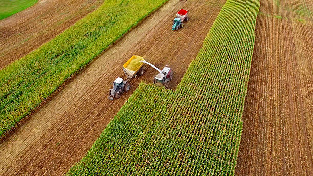 istock Farm machines harvesting corn in September, aerial view 609035462