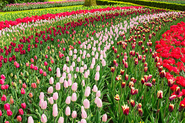 istock Rows of tulip flowers 609036160