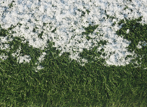 Green growing grass in snow.  sport background