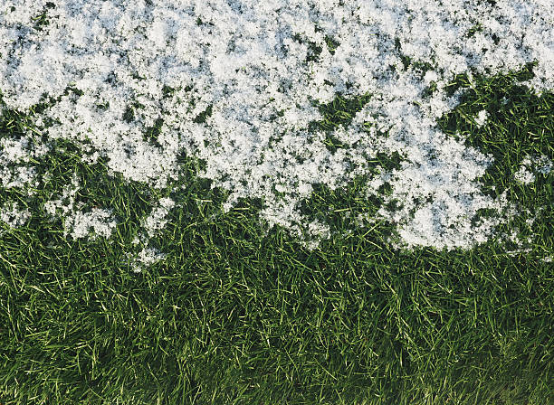 Photo of Green growing grass in snow