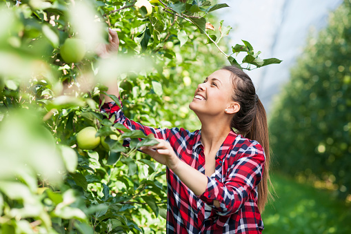 Young woman harvesting granny smith apple at apples plantation