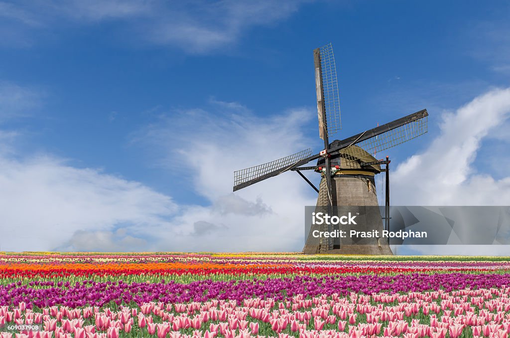 Landscape of Netherlands tulips and windmills in Amsterdam Landscape of Netherlands bouquet of tulips and windmills in Amsterdam, Netherlands. Netherlands Stock Photo