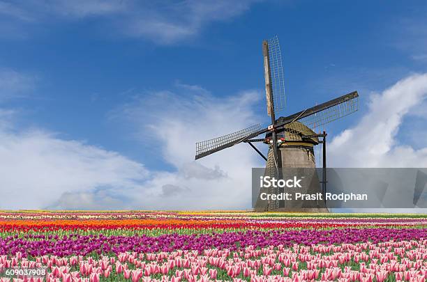 Landscape Of Netherlands Tulips And Windmills In Amsterdam Stock Photo - Download Image Now