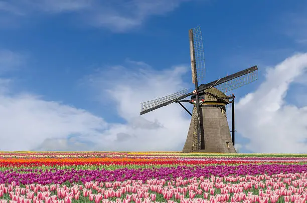 Landscape of Netherlands bouquet of tulips and windmills in Amsterdam, Netherlands.