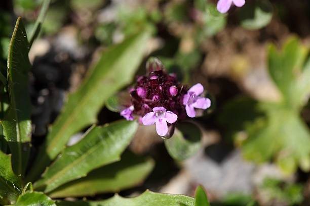 istock Mother of thyme flowers (Thymus praecox) 609038454