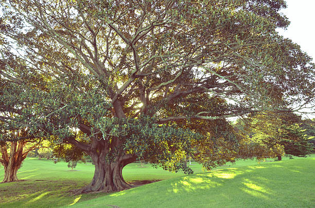Golden afternoon sunlight shining through the canopy of a majestic Moreton Bay Fig Tree, Centennial Park, Sydney, Australia
