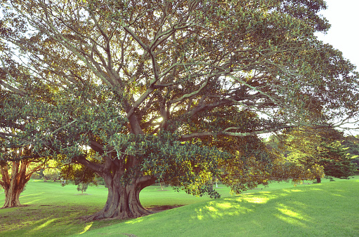 Golden afternoon sunlight shining through the canopy of a majestic Moreton Bay Fig Tree, Centennial Park, Sydney, Australia