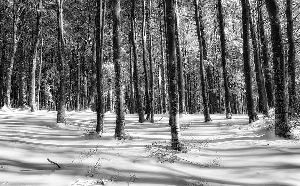 istock Snowy forest in winter 609040386
