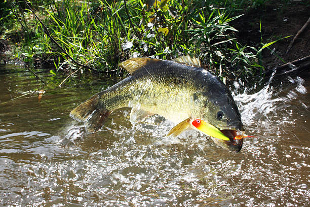 Largemouth Bass 7221 Largemouth bass jumping and fighting surface lure. black sea bass stock pictures, royalty-free photos & images