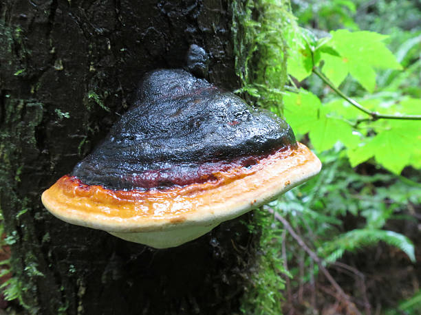 istock Red-belted Conk - Fomitopsis pini-canadensis 609045946