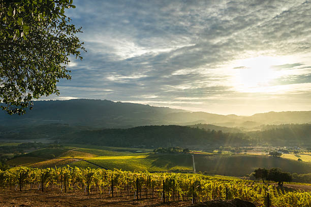 Sunrays shine on patchwork Sonoma vineyard and mountains at sunset Panorama of Sonoma Valley wine country with rolling hills in autumn at harvest time. sonoma county stock pictures, royalty-free photos & images