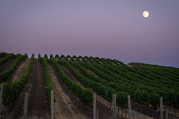 luna piena su un lussureggiante vigneto napa al crepuscolo - vineyard napa valley agriculture sunset foto e immagini stock