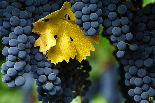 raisins cabernet sauvignon mûrs à napa avec une seule feuille d’automne - napa valley vineyard grape food photos et images de collection