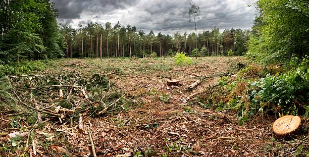 Cut forest Wide view on the cutted forest deforestation stock pictures, royalty-free photos & images