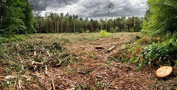 Photo of Cut forest