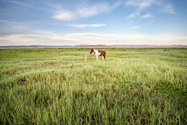 istock Grazing horse in a field 609054898