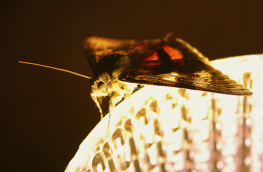 Brown and red hairy moth with antennae