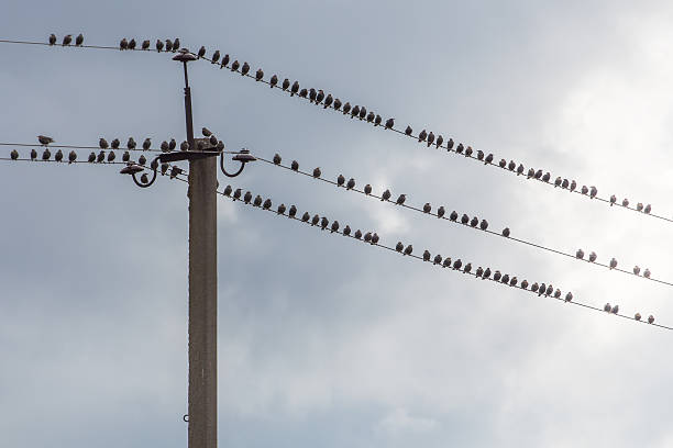 muchos pájaros sentados en cables - chirrup fotografías e imágenes de stock